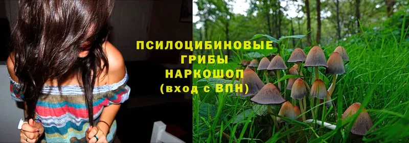 Галлюциногенные грибы Magic Shrooms  Курильск 